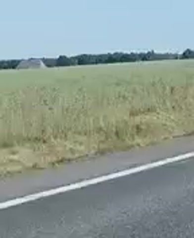 The video shows a view from a vehicle traveling on a road. The scene is characterized by a vast, green field stretching towards the horizon. In the distance, a prominent hill or mountain range is visible on the left side of the frame. The sky is clear and blue. As the video progresses, the perspective shifts slightly, showing more of the road and the surrounding vegetation, which includes trees and bushes. Towards the end of the clip, a number of vehicles, including what appears to be a large truck and several cars, are seen on the road ahead, suggesting traffic. The overall environment appears to be rural or semi-rural, with open spaces and a clear, sunny day.