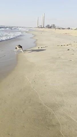The video shows a beach scene with a husky dog walking along the sand near the ocean. In the background, a power plant with tall smokestacks is visible. The dog runs towards the camera, its shadow stretching long on the sand. Another scene shows two dogs interacting on the beach, one on a leash held by a man. The man is wearing shorts and a t-shirt and appears to be on his phone. The environment is sandy with some vegetation and structures in the distance.