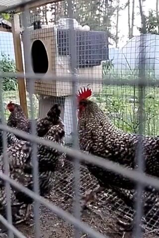 The video shows several chickens in an outdoor enclosure. A rooster with black and white speckled feathers is prominent in the foreground. There are also other chickens with similar coloring visible. In the background, there is a wooden nesting box with a circular opening and a mesh wire fence surrounding the enclosure. The ground inside the enclosure appears to be dirt and straw. The overall environment suggests a farm or backyard setting.