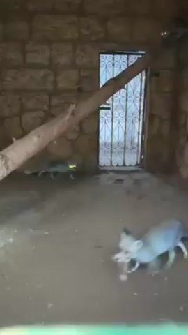The video shows an indoor enclosure for animals with two ring-tailed coatis. The enclosure has faux-stone walls, a dirt floor, a metal-grilled door, and a large tree branch placed at an angle across the space. One coati is near the branch and the other moves near the doorway and then back. A third coati can be seen partially in the background, near the top of the enclosure. The video is shaky and the view is partially obstructed by the bottom of the frame, perhaps because it was filmed through fencing.