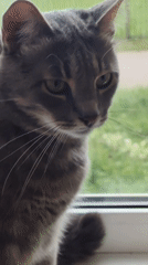 Gray tabby cat observed in routine home activities