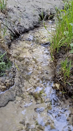 Afternoon at Dendrarium Park: streams, wildlife, and quiet corners