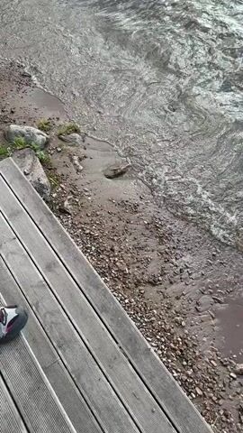 The video shows a view of a lake shore from a wooden platform. Small waves are lapping against the sandy and rocky beach. A shoe is visible on the platform. The opposite side of the lake is visible, covered in trees. The sky is overcast. The camera slowly pans from the platform and shoreline across the lake to the trees.