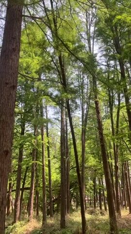 The video shows a low-angle view of a forest, looking up at tall trees with green foliage. The trees have rough, brown bark. Sunlight filters through the leaves, creating a dappled effect. There's some dry grass on the ground. The sky is visible through gaps in the tree canopy, with a hint of blue.