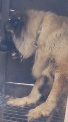 Dogs fed in kennels at Jos facility