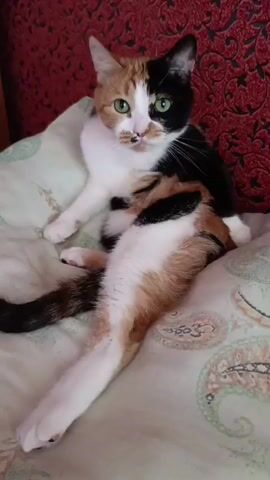 A calico cat with patches of white, orange, and black fur is grooming itself on a bed. The cat is lying on its side with its hind legs extended. It is licking its belly and paws. The background shows a red patterned headboard of a bed.