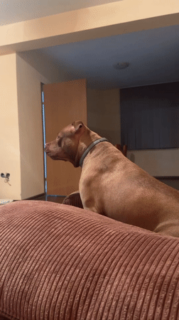 Pit bull relaxing and alert at home in Malevo