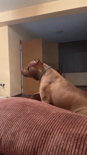 Pit bull relaxing and alert at home in Malevo