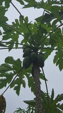 A papaya tree with several green papayas is shown from a low angle against a cloudy sky. The tree has large, green, lobed leaves and a textured, woody trunk. One of the papayas hangs lower than the others, with a dead, yellow leaf attached to its stem. To the left of the papaya tree, a portion of a palm tree with feathery leaves is visible. Other green foliage is present in the background. The video appears to be shot outdoors in natural light.