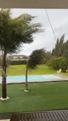 Strong winds bend palm trees in Córdoba residential backyard