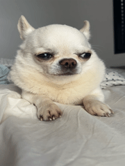 White Chihuahua displays grumpy expression on bed in Tel Aviv