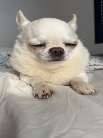 White Chihuahua displays grumpy expression on bed in Tel Aviv