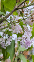 Spring blooms and home interior documented in Vantaa