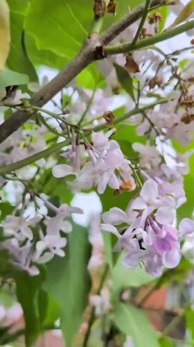 Spring blooms and home interior documented in Vantaa