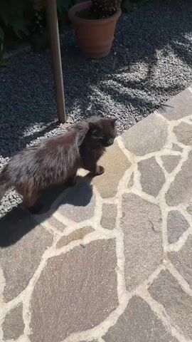 A medium shot of a dark gray, fluffy cat walking on a stone-tiled patio on a sunny day. The cat moves from left to right along the tiles. A potted plant sits beside the stone tiles in a bed of gray gravel. The shadow of a person holding the camera is visible at the lower left of the frame. A voice says, “Ah, ah. Dove sta andando? Scusa. Scusa.”