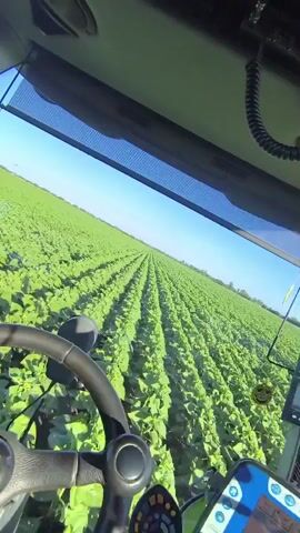 The video shows a view from inside a tractor cab, looking out over a large field of green crops. The crops are planted in neat rows that stretch into the distance. A long spray boom is extended from the side of the tractor, spraying a fine mist over the crops. The sun is shining brightly in a clear blue sky, and there is a slight haze in the air, possibly from the spray. The tractor appears to be moving forward, cultivating the field. The perspective is low, close to the steering wheel and dashboard, suggesting the video was recorded by someone operating the tractor.