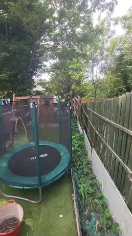 The camera is positioned in a backyard, looking past a green-and-black trampoline towards a fence. The trampoline has a safety net surrounding it. To the right of the trampoline, along the fence line, is a narrow garden bed with green plants. Beyond the fence, the backyard continues with a shed visible in the distance. A black and white cat is walking along the top of the fence. The cat pauses momentarily before continuing to walk along the fence out of view. The scene is lit by natural daylight and the background is composed of trees and foliage.