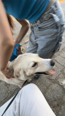 Woman grooms and walks dog in Bulgarian village