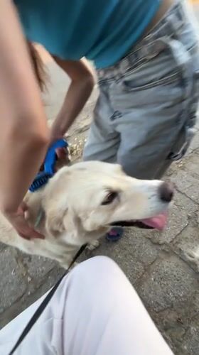 Woman grooms and walks dog in Bulgarian village