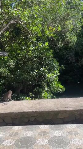 The video shows a view of lush green trees and foliage. In the foreground, there is a concrete ledge with patterned tiles beneath it. A monkey is sitting on the ledge, looking to the left. Another monkey is partially visible in the trees to the right. A wooden sign hangs from a tree trunk on the left side of the frame, but the text is not legible. The overall scene suggests a natural environment, possibly a park or sanctuary.