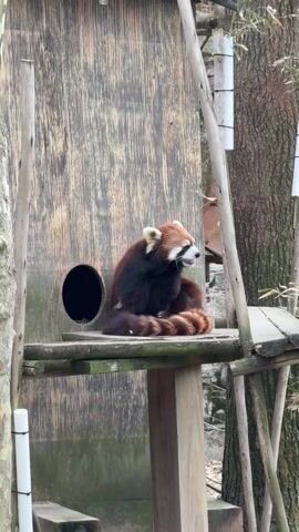 A red panda sits on a wooden platform, its striped tail curled around it. The platform is part of a wooden structure that includes a hole, resembling an entrance to a small den. The panda is facing right, with its tongue slightly visible. The background includes a tree and other wooden supports, suggesting the panda is in a zoo or wildlife park.