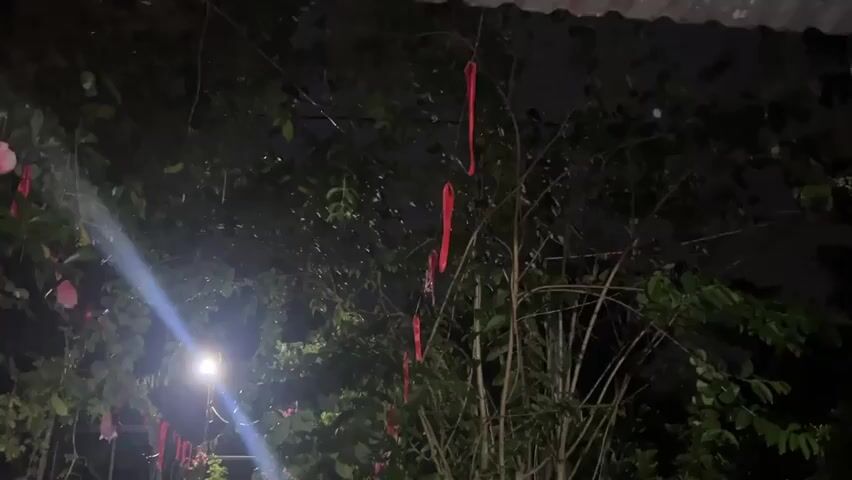The video shows a close-up shot of trees at night, with red ribbons hanging from the branches. The branches are covered in leaves and the lighting is dim, with a spotlight illuminating one side of the frame. The red ribbons are long and narrow, and they sway gently in the breeze. Some of the ribbons are tied in bows, while others are simply tied around the branches. The video is filmed from a low angle, looking up into the trees. The sky is dark, and there are no stars visible. The sound of wind can be heard in the background.