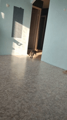 Tabby cat's lazy afternoon moving through sunny indoor spaces