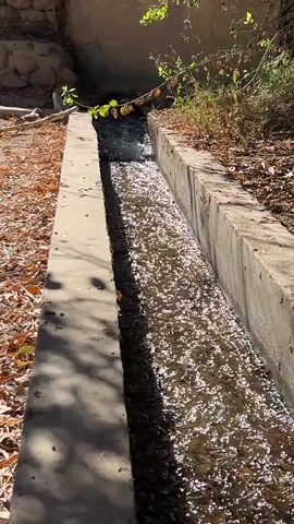 The video shows a narrow concrete channel filled with flowing water. The channel is bordered by dry leaves and some greenery. In the background, there are stone structures and trees with branches extending over the water channel. The water is slightly murky and appears to be moving at a moderate pace. The lighting suggests it is daytime, with sunlight casting shadows. No people or animals are visible in the video.