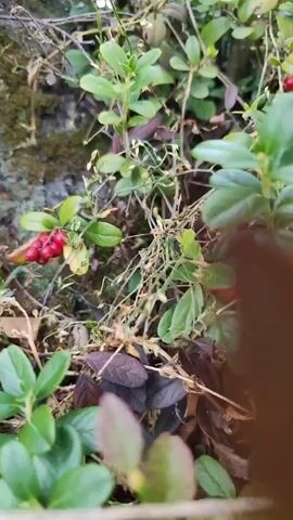 The video shows a close-up, moving shot of a lingonberry bush. Red lingonberries are visible amongst green leaves and stems. The environment appears to be outdoors with dry grass and foliage. The camera is focused on the berries and leaves, with some parts of the footage being out of focus.