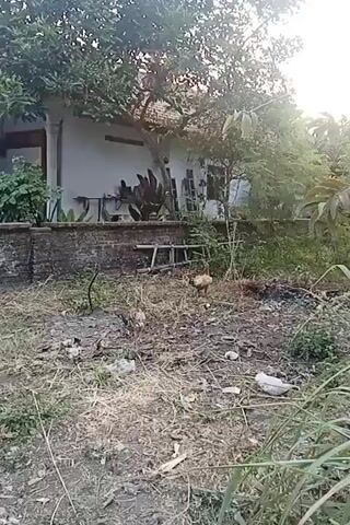 The video shows a backyard scene with a house in the background. The yard is covered in dry grass and debris, with some trees and foliage. There are several chickens and chicks scattered around the yard. One chicken, a hen, is visible in the center of the frame, pecking at the ground. A few chicks are clustered together in the foreground. A white object, possibly a plastic container, is lying on the ground to the right. In the background, a ladder leans against the wall of the house. The overall impression is that of a rural or semi-rural setting.