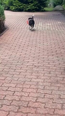 A black and white dog with a red ring toy in its mouth is walking on a red brick path. A larger, light-colored dog is walking on the right side of the path, facing away from the camera. Lush green bushes and trees are visible in the background.