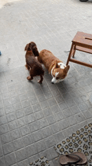 Dogs play and rest in Chang Phueak home