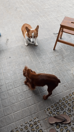 Dogs play and rest in Chang Phueak home