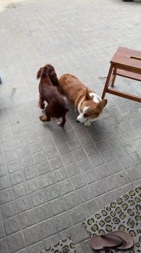 Dogs play and rest in Chang Phueak home