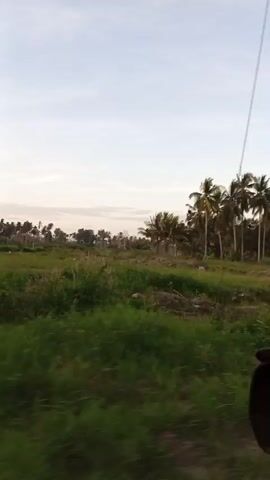 The video shows a view from a moving vehicle, likely a car, looking out the side window. The landscape is dominated by lush green vegetation and numerous coconut trees, typical of a tropical or coastal environment. In the distance, there appears to be a small plot demarcated by a fence. As the vehicle passes, a utility pole with a warning sign in Malay, advising caution due to uneven terrain, is visible. The sky is overcast, suggesting either early morning or late afternoon. There is no visible human presence, and the audio suggests some music playing in the background.