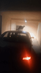 Cat spotted on car in Tinaquillo garage