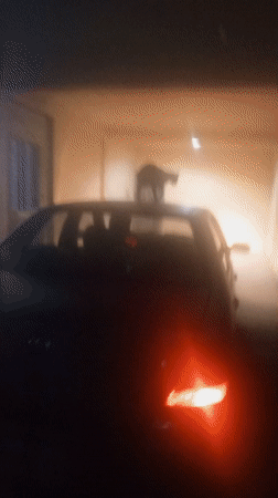 Cat spotted on car in Tinaquillo garage