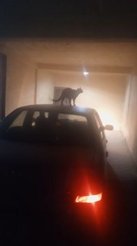 Cat spotted on car in Tinaquillo garage