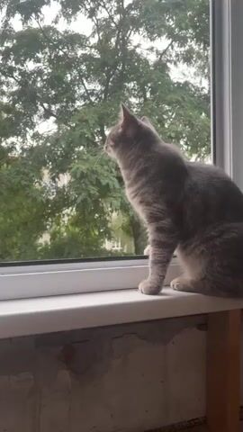 A grey tabby cat is perched on a windowsill, looking out at trees and a building through a window. The cat's tail is visible. The audio consists of someone saying "tail" multiple times and then asking, "What are you catching birds out there?".