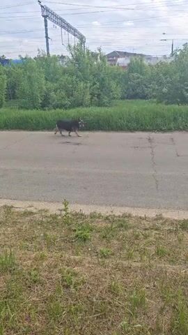 A medium-sized black dog with brown legs trots to the left across a cracked asphalt road. The road is bordered by low green foliage on either side. Beyond the foliage in the background is a tangle of power lines and green trees, and some nondescript buildings. The sky is partly cloudy.