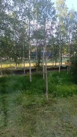 The video shows a grassy area with several birch trees. In the background, there is a body of water, a dirt path, and a yellow structure that appears to be construction equipment or a vehicle. The sky is blue and there are some clouds. The overall impression is a natural, outdoor setting, possibly a rural or park area. There are no people visible in the video. The camera is stationary and the video is taken from a slightly elevated position.
