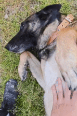 Person pets German Shepherd mix in grassy yard, Tsarevo