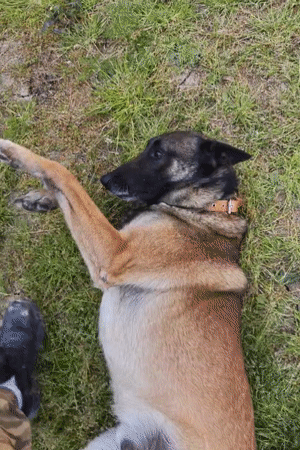 Person pets German Shepherd mix in grassy yard, Tsarevo