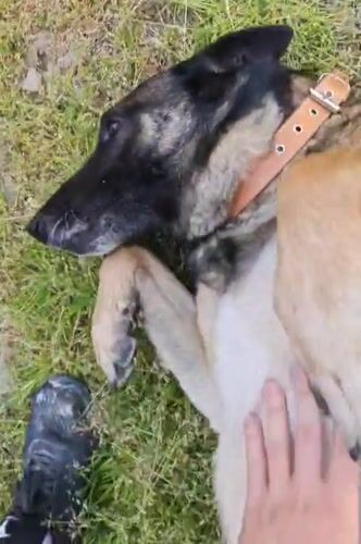 Person pets German Shepherd mix in grassy yard, Tsarevo