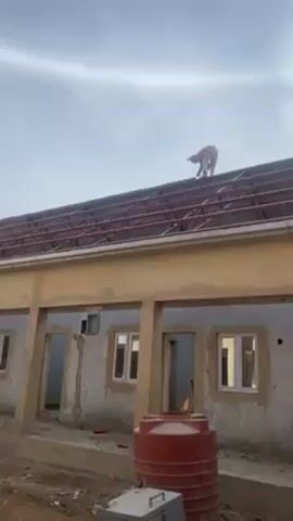 A person is working on the roof of a building. The roof has a red metal framework. The building has windows and doors. There is an orange water tank and a gray metal box near the building. The sky is overcast.