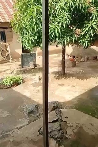 The video shows a courtyard with a mango tree in the center. There are several chickens in the background, near a rock. A person, appearing to be a child, is sitting on a rock near the tree. There are also some buildings with tin roofs in the background. The ground is made of dirt and rocks, and there is some greenery growing in pots. The video appears to be shot from a sheltered area, possibly a porch or doorway, as indicated by the vertical wooden beams in the foreground. The lighting suggests it is daytime.