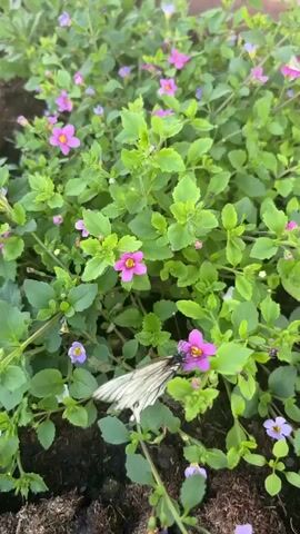 The video shows a close-up of a butterfly with white wings and black markings feeding on small pink and purple flowers among lush green foliage. The butterfly is positioned on a pink flower in the center-right of the frame, extending its proboscis. The camera angle is overhead, looking down at the plants and the butterfly. The background is blurred, with a hint of brown soil at the bottom. The lighting appears to be natural daylight, casting soft shadows. There are no people visible in the video. The overall scene is natural and tranquil, focusing on the interaction between the butterfly and the flowers.