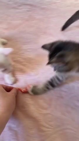 The media file shows two kittens on a pink textured blanket, likely indoors. One kitten is white with pink ears and appears to be playing with a small red object, possibly a toy. The other kitten is gray and has its back to the camera, with a human hand reaching in from the left to interact with it. The overall scene suggests a playful and gentle interaction between the kittens and the person. The lighting appears to be natural, indicating it could be daytime. The setting is domestic, with the soft blanket and indoor environment. There are no visible text elements in the media.