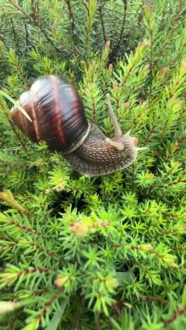 This media file captures a close-up view of a large snail crawling on a vibrant green bush. The snail's shell is a rich, dark brown with lighter stripes, and its body is a mottled gray. It extends its tentacles, appearing to explore its surroundings. The bush is dense with needle-like leaves, interspersed with tiny reddish-brown buds. The lighting suggests it's daytime, possibly late morning or early afternoon, with the natural light illuminating the snail and foliage.

As the camera shifts, a playful Yorkshire Terrier with blonde fur and a blue bow on its head emerges from behind the bush. The dog's eyes are a striking dark brown, and its expression seems curious, perhaps focused on the snail or something beyond the frame. The background reveals a paved pathway and hints of a garden area, with glimpses of what appears to be a child's play structure and some wooden fencing, suggesting a residential backyard setting. The overall impression is a serene moment in a garden, highlighting the natural world and a pet's engagement with it. The weather appears to be pleasant and mild, suitable for outdoor activity. No visible text is present in the media.