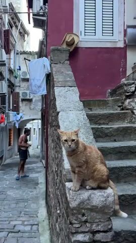 The video opens on a narrow cobblestone alleyway lined with buildings on both sides. A large orange cat sits prominently on a stone ledge in the foreground, facing the camera. To the left of the cat, a man stands in the alley, shirtless and wearing dark shorts. He appears to be smoking. Further down the alley, to the left, two people are visible, one of whom is looking up. Laundry is hanging on lines strung between buildings. The overall impression is of an old European street scene.